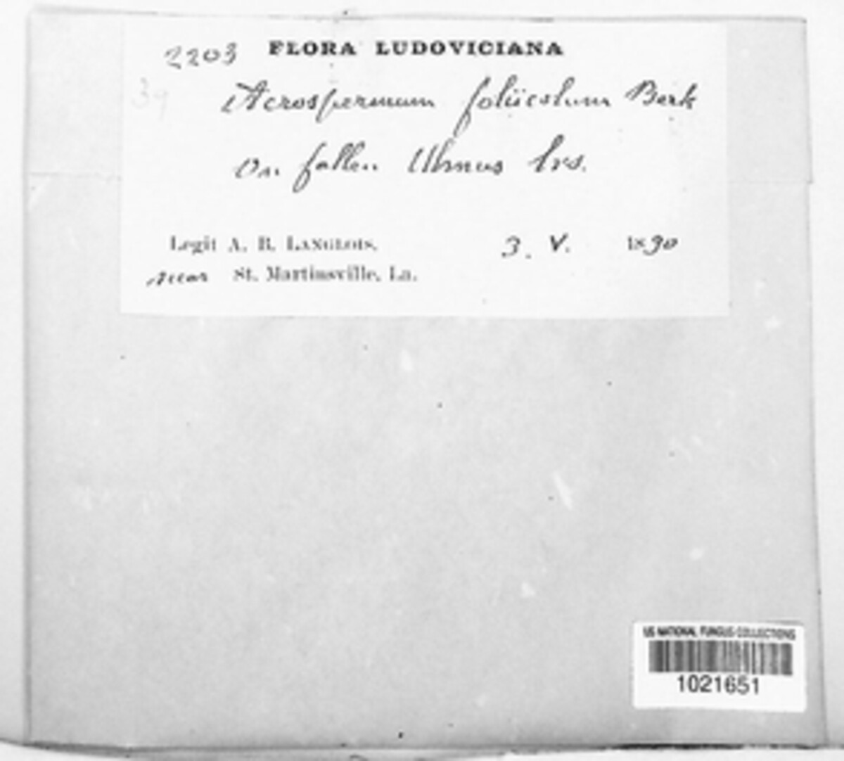 Acrospermum foliicola image